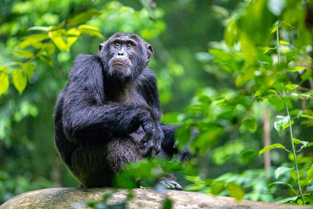 Day 2: Chimpanzee Trekking Experience