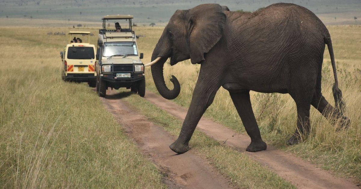 Day 1: Pickup from Nairobi, Transfer to Masai Mara and Afternoon Game Drive