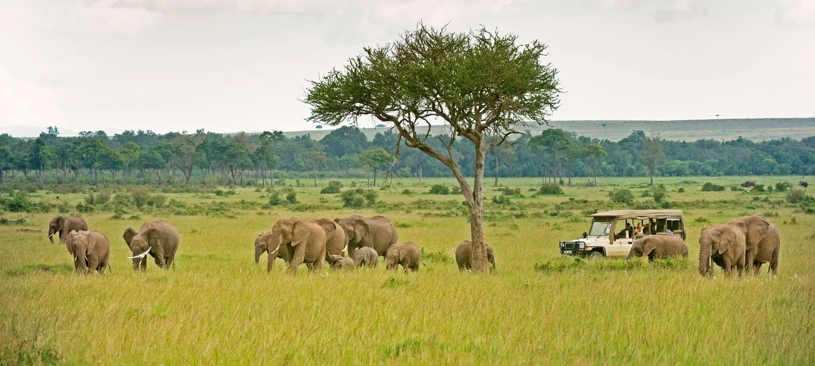 Day 1: Pickup, Transfer to Masai Mara for Game Drive and Sundowner