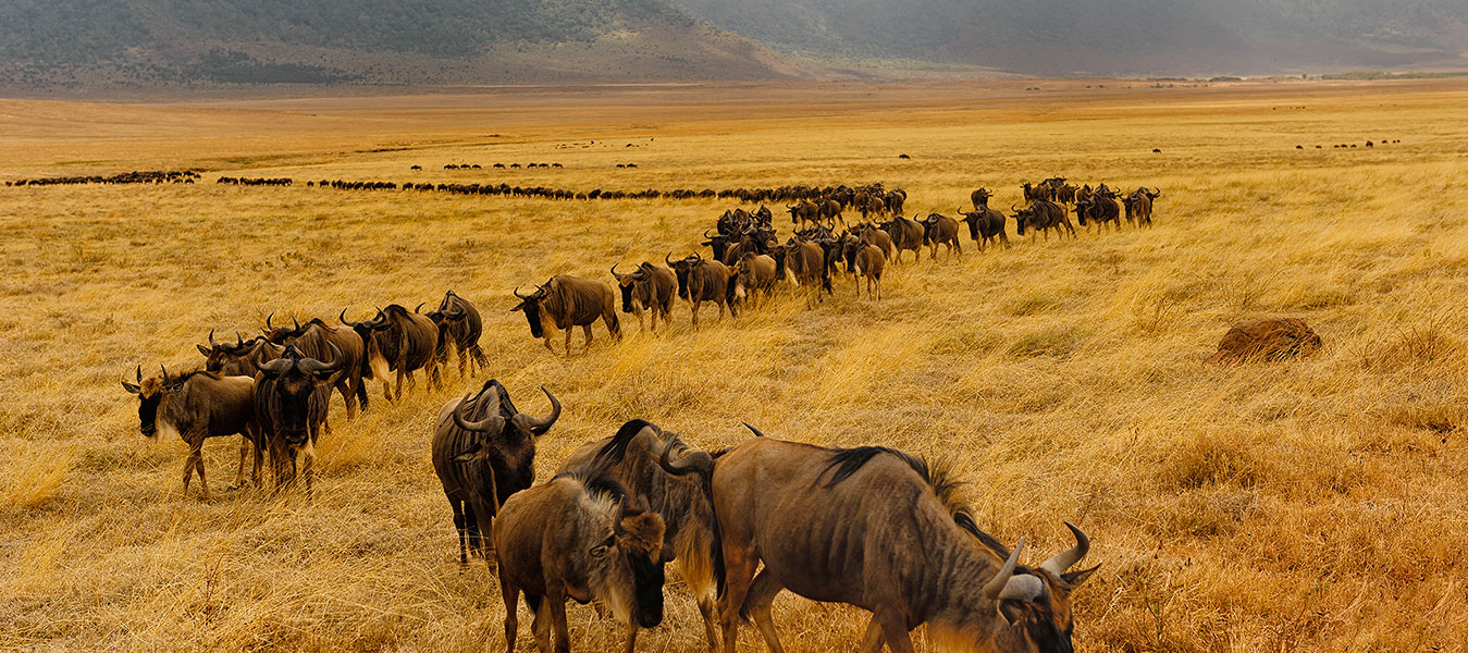 Day 2: Full Day Masai Mara Exploration and the Wildebeest Migration