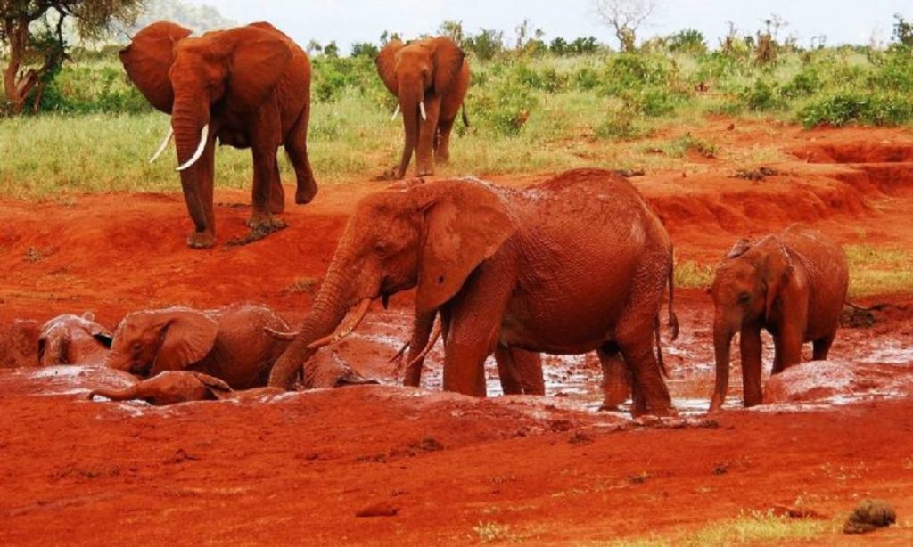 Day 3: Full Day Game Drives and Walking Safari
