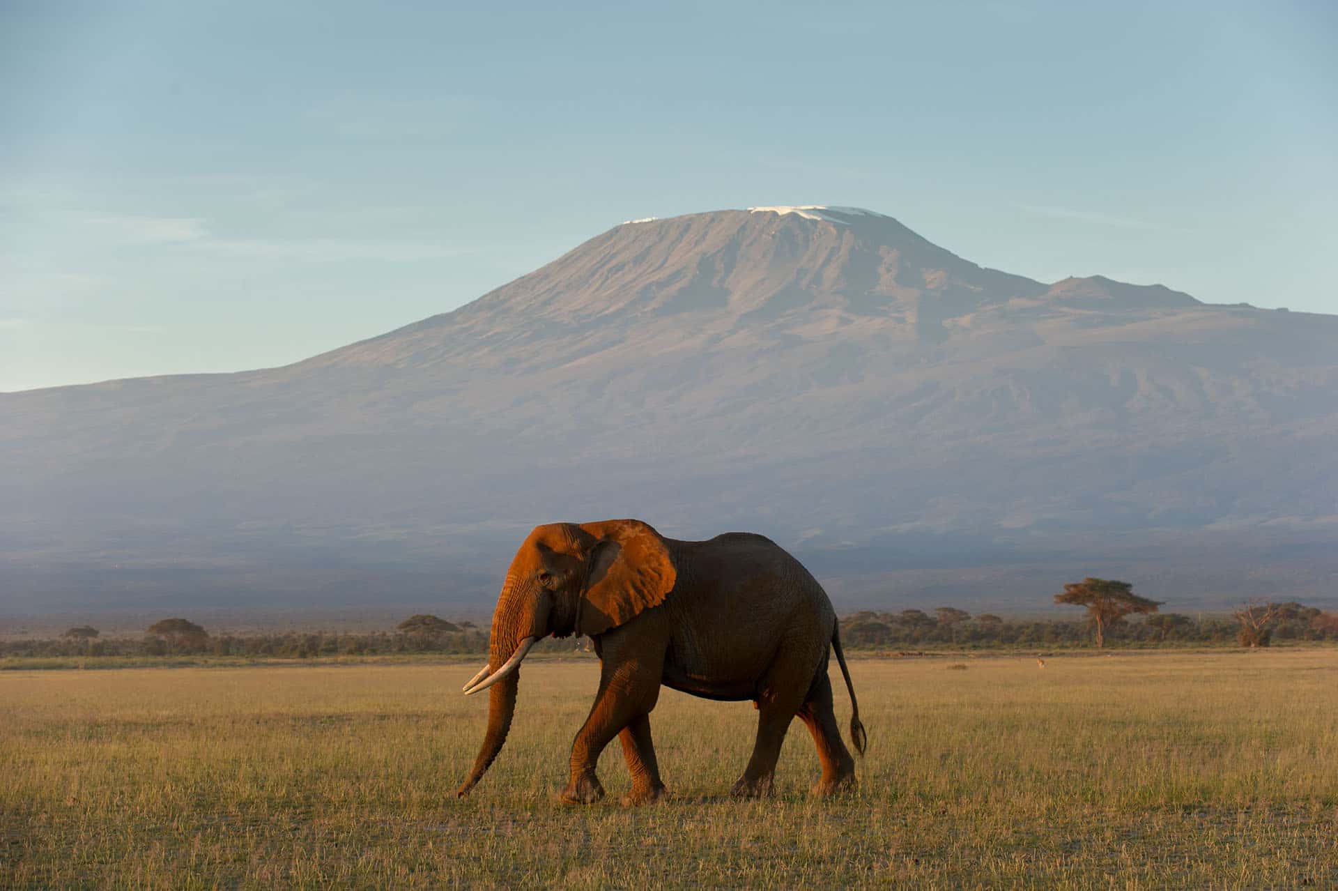 Day 1: Nairobi Pickup, Transfer to Amboseli National Park and Game Drive