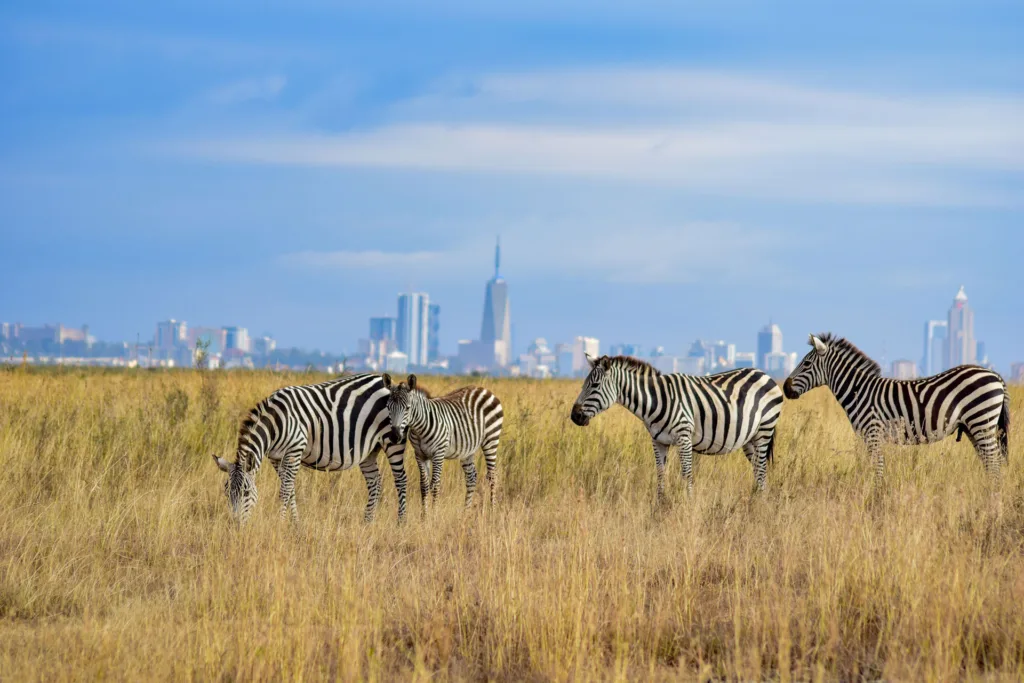 Day 3: Final Game Drive and Departure