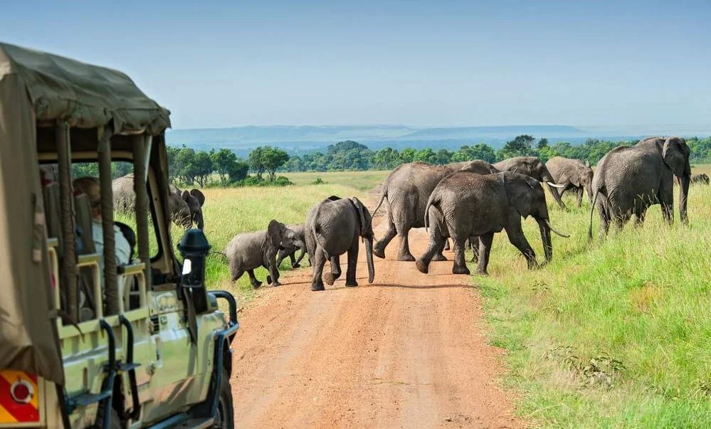 Day 1: Leave Nairobi, Drive to Masai Mara and First Game Drive