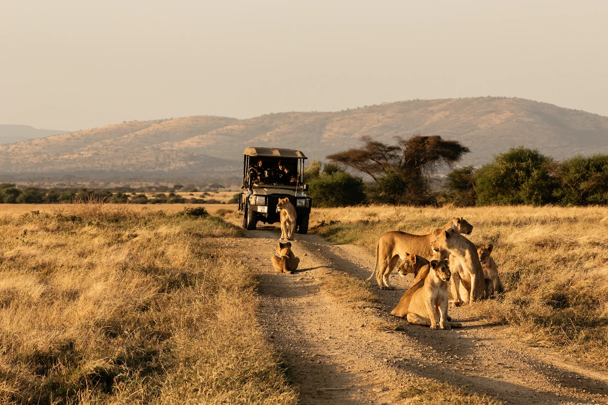 Day 1: Pick from Nairobi, Transfer to Masai Mara for Evening Game Drive