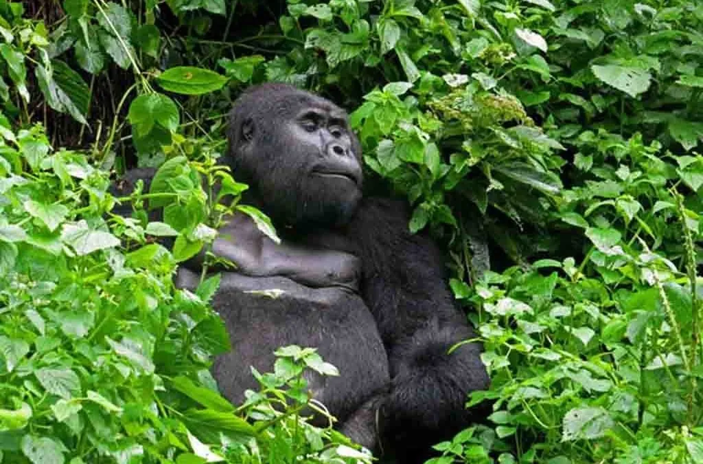 Day 1: Kampala/Entebbe and Transfer to Bwindi Impenetrable National Park