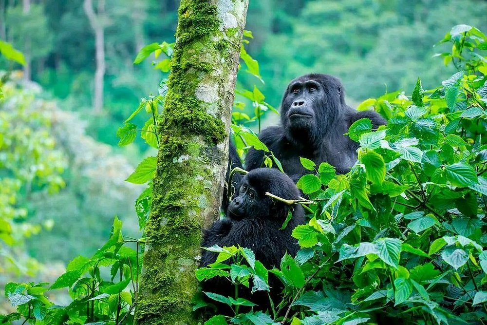 Day 2: Gorilla Trekking and Transfer to Lake Bunyonyi