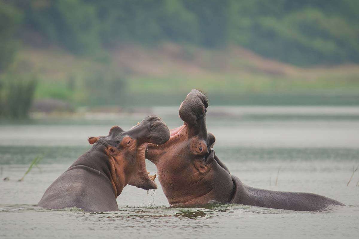 Day 2: Morning Game Drive and Kazinga Channel Boat Cruise