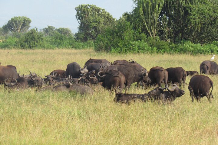 Day 1: Kampala/Entebbe and Transfer to Queen Elizabeth National Park