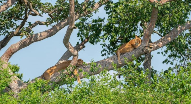 Day 3: Ishasha Sector for Tree-Climbing Lions Experience