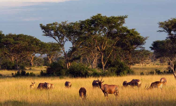 Day 4: Morning Game Drive and Return to Kampala/Entebbe