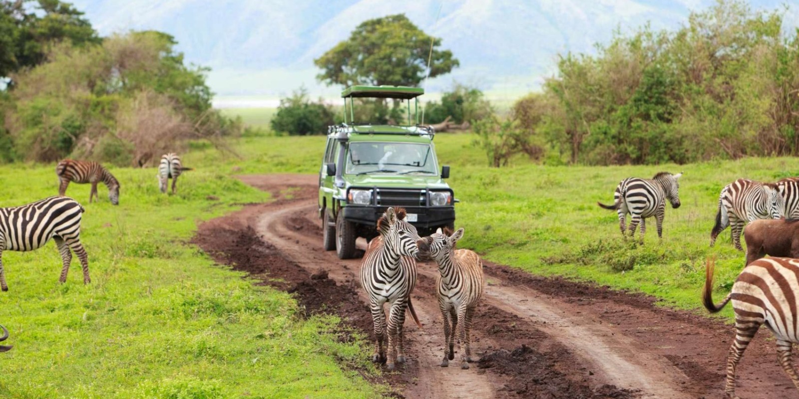 Day 2: Morning Game Drive and Transfer to Bwindi Impenetrable National Park