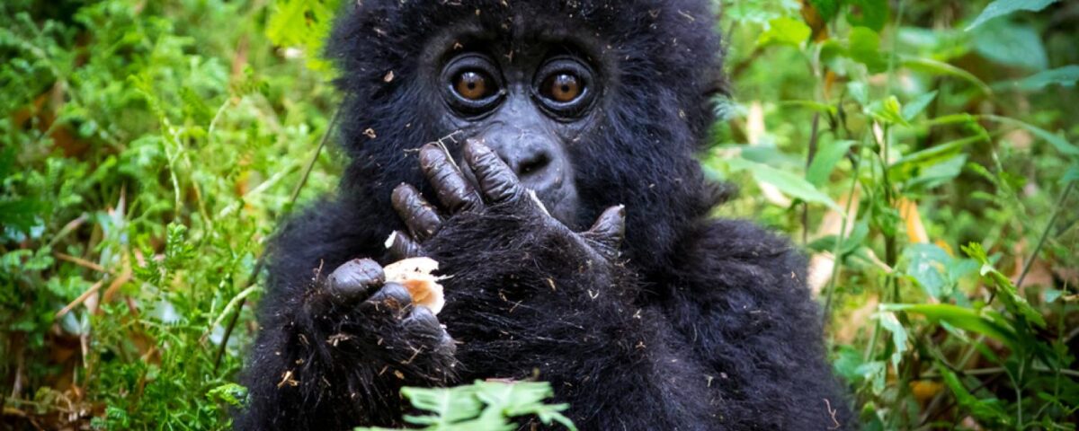 Day 3: Gorilla Trekking in Bwindi Impenetrable National Park
