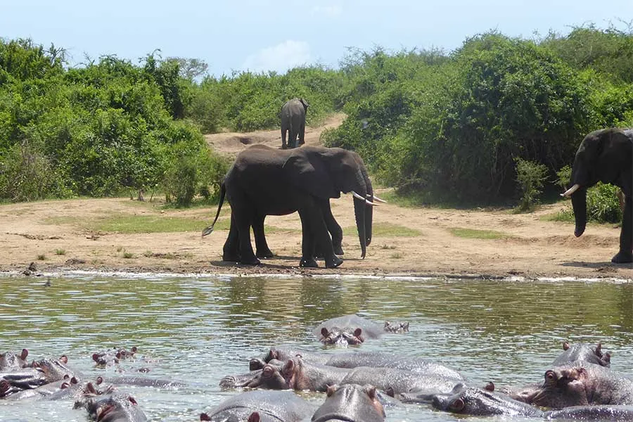 Day 5: Game Drive, Kazinga Channel Boat Cruise and Transfer to Kibale