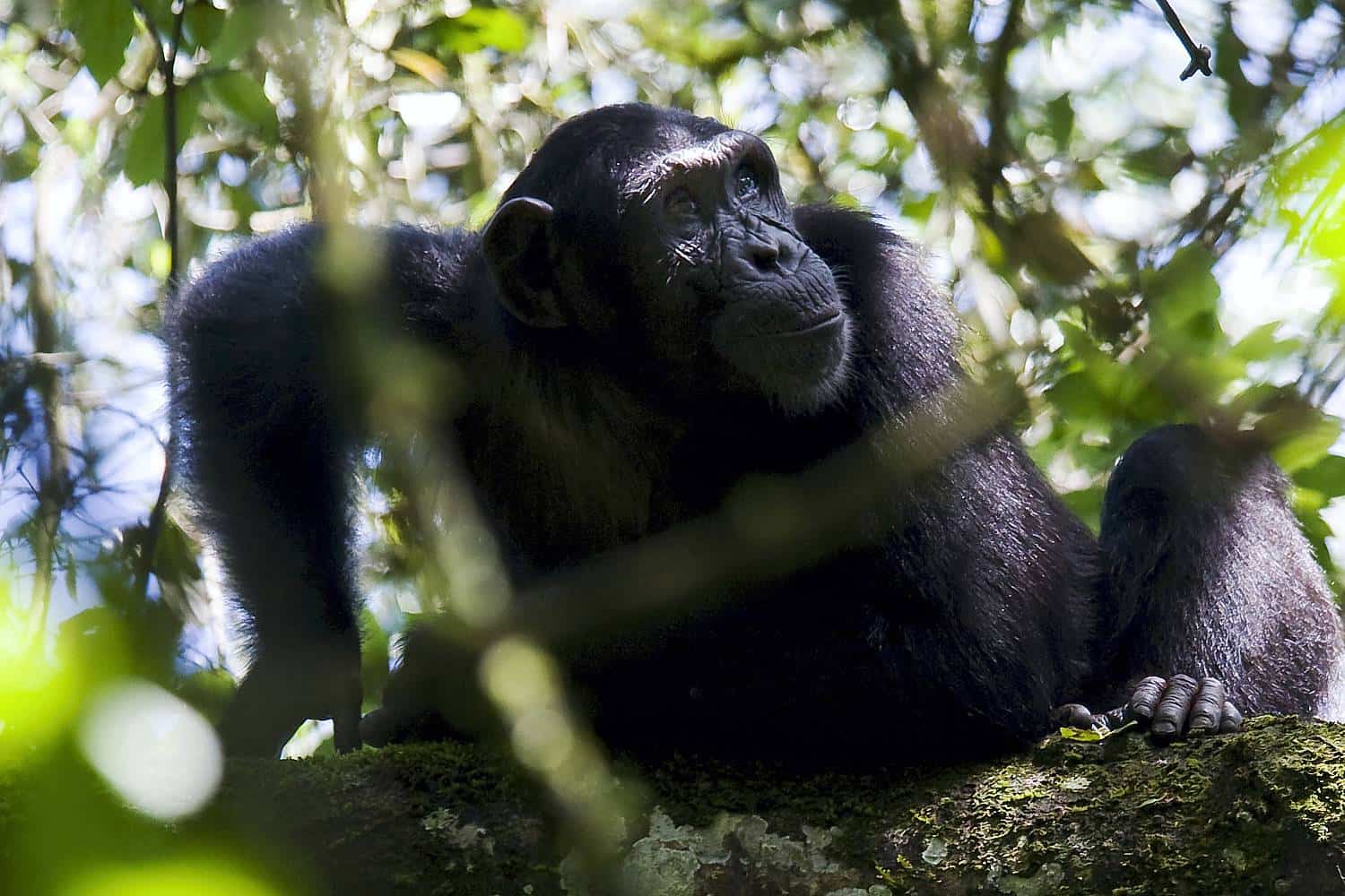 Day 6: Chimpanzee Trekking Experience