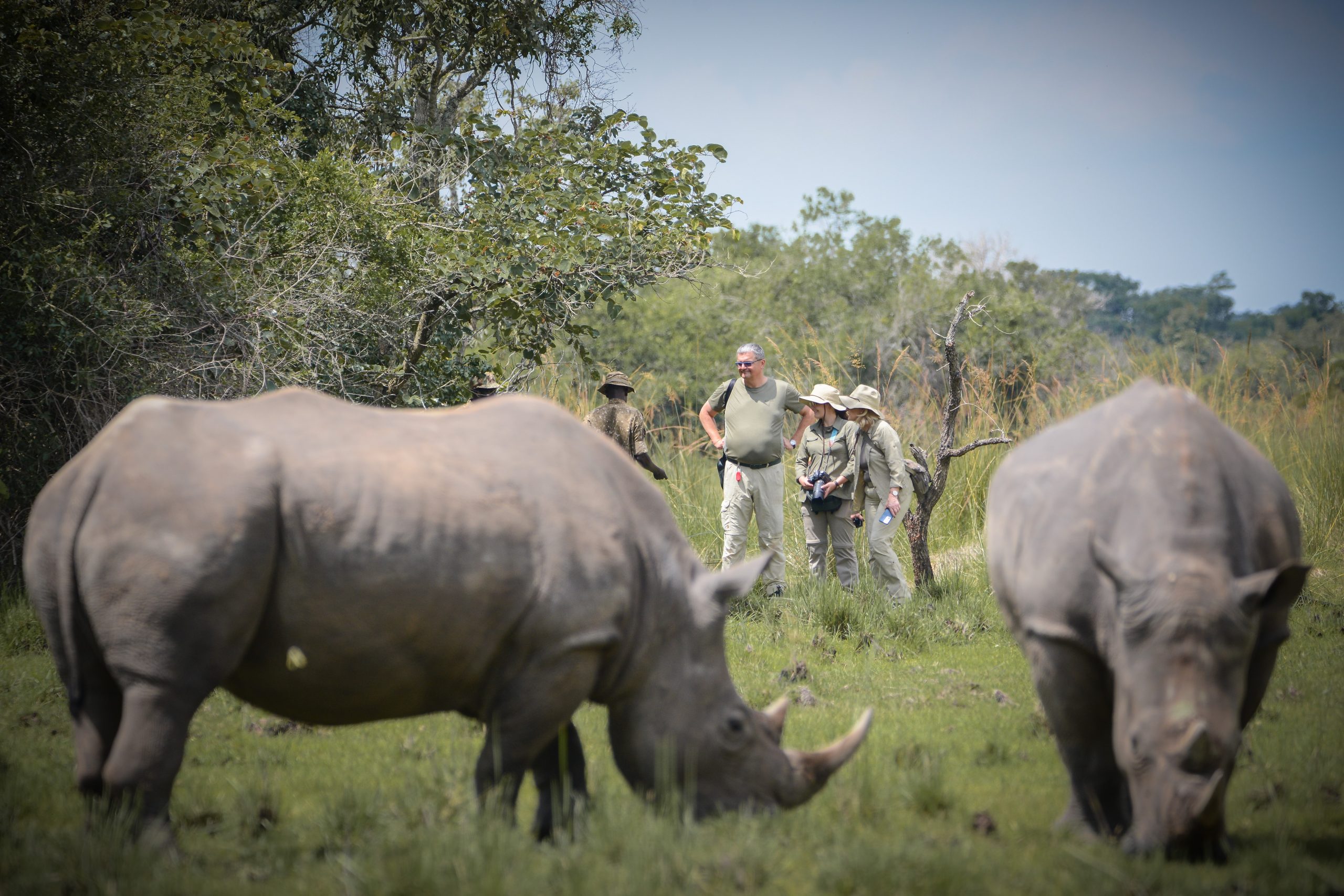 Day 8: Morning Game Drive, Ziwa Rhino Sanctuary and Kampala/Entebbe