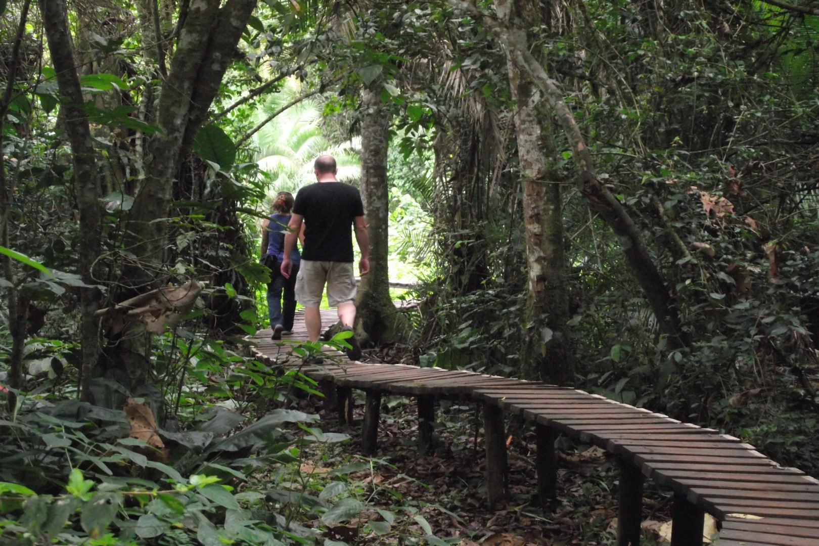 Day 1: Transfer to Kibale National Park and Bigodi Wetland Walk