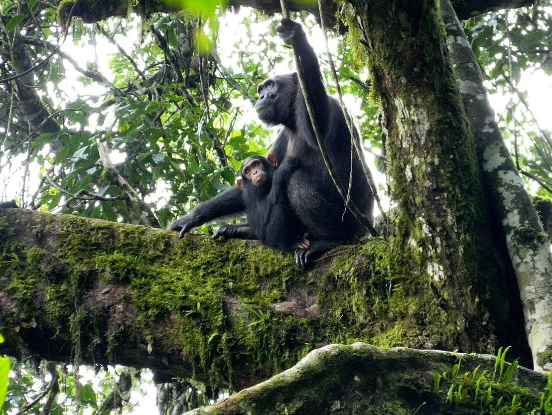 Day 2: Chimpanzee Trekking and Kazinga Channel Boat Cruise