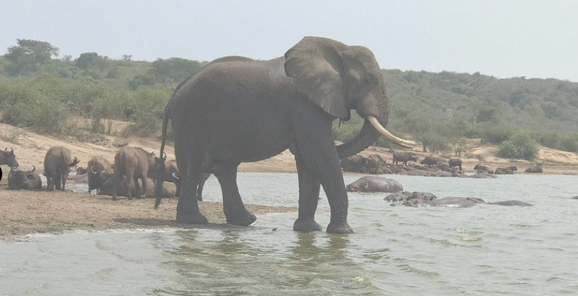 Day 3: Morning Game Drive and Return to Kampala/Entebbe