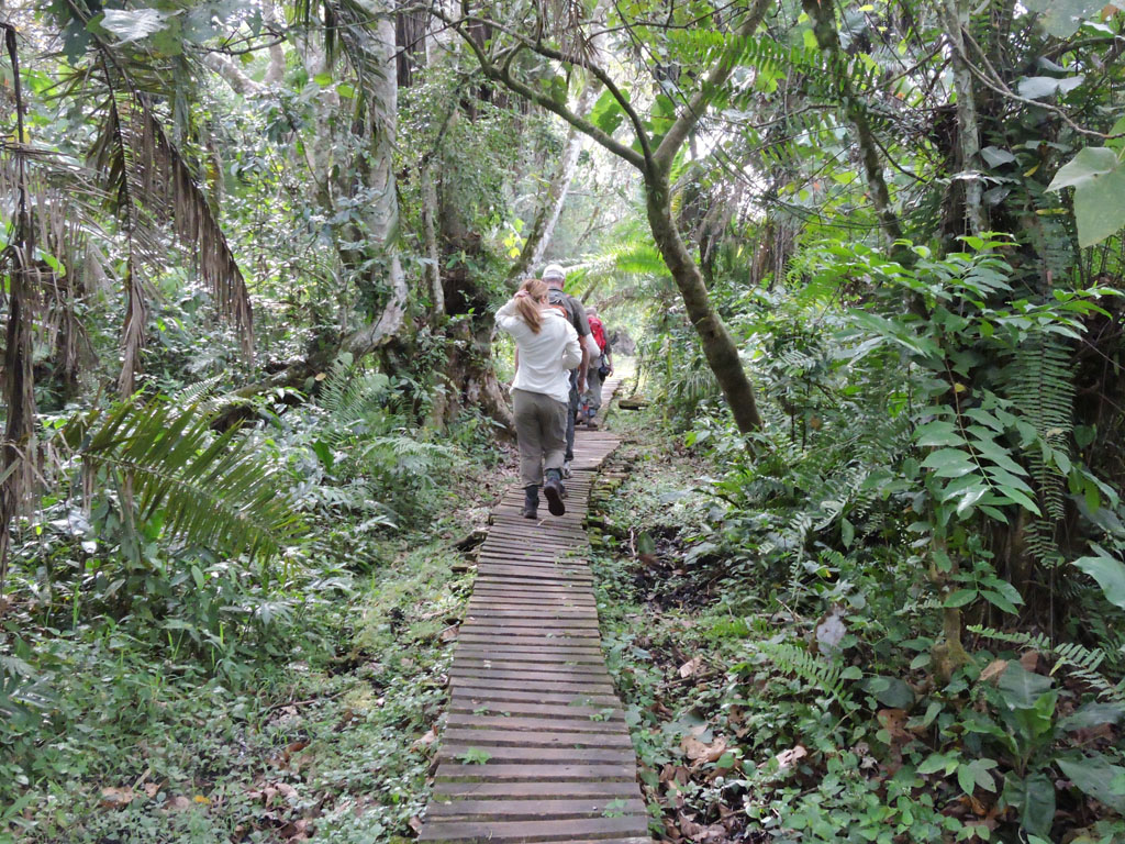 Day 3: Transfer to Kibale National Park and Bigodi Wetland Walk