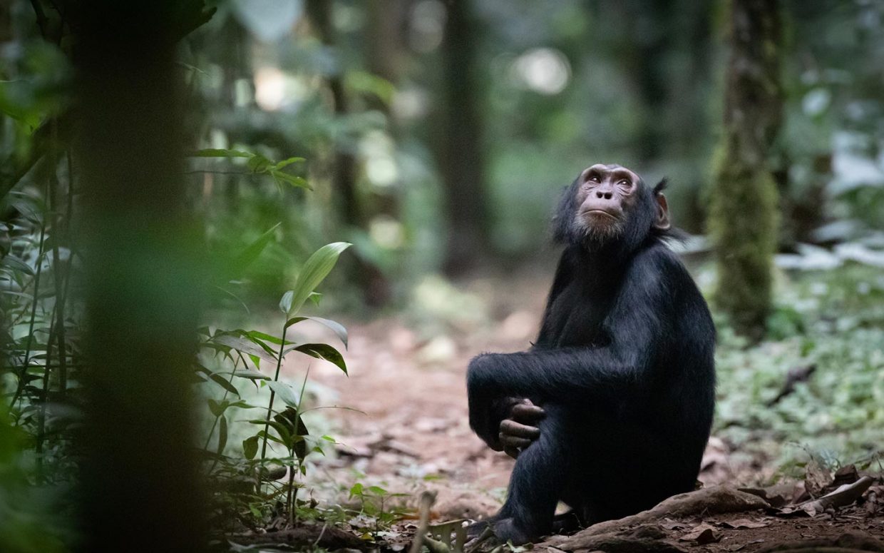 Day 4: Chimpanzee Trekking and Transfer to Queen Elizabeth National Park