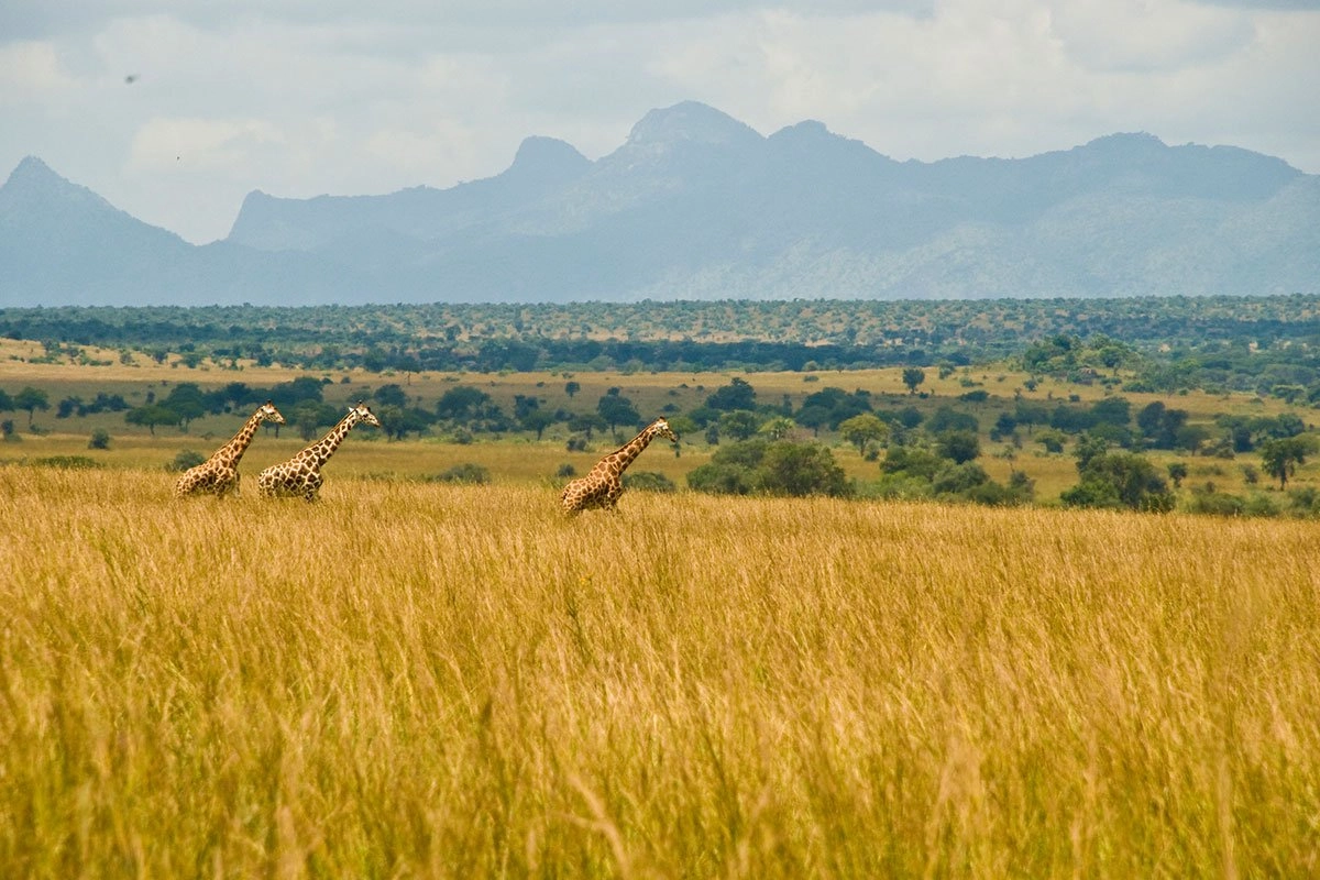 Day 2: Transfer to Kidepo Valley National Park Region