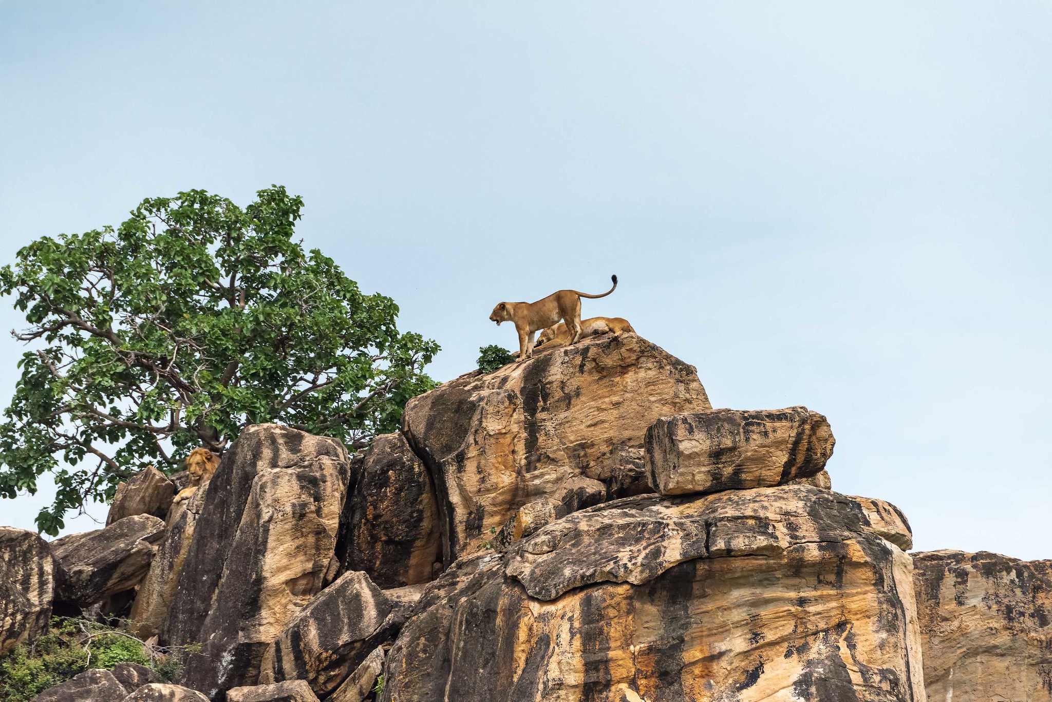 Day 3: Game Drive in Kidepo Valley National Park