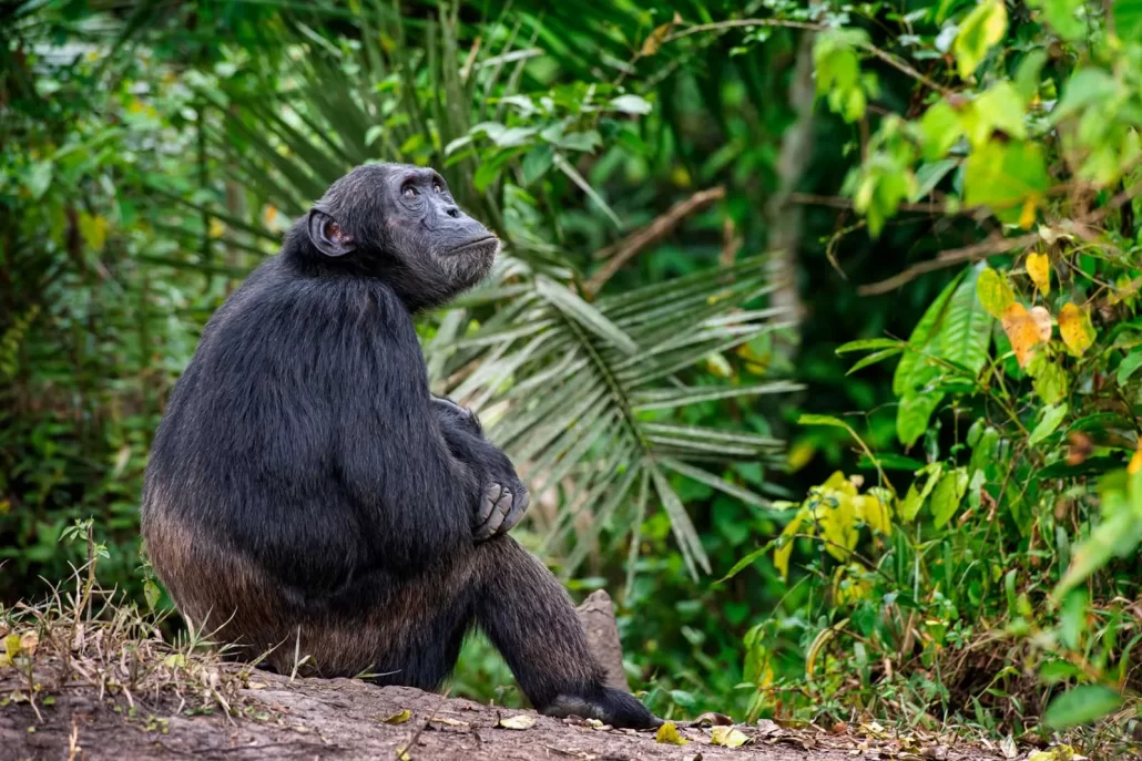 Day 7: Chimpanzee Trekking in Kibale Forest