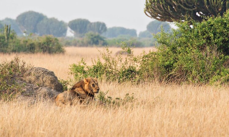 Day 8: Transfer to Queen Elizabeth National Park and game drives