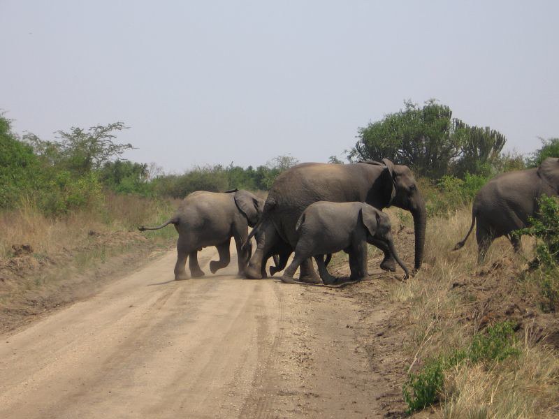 Day 9: Game Drive and Kazinga Channel Boat Cruise