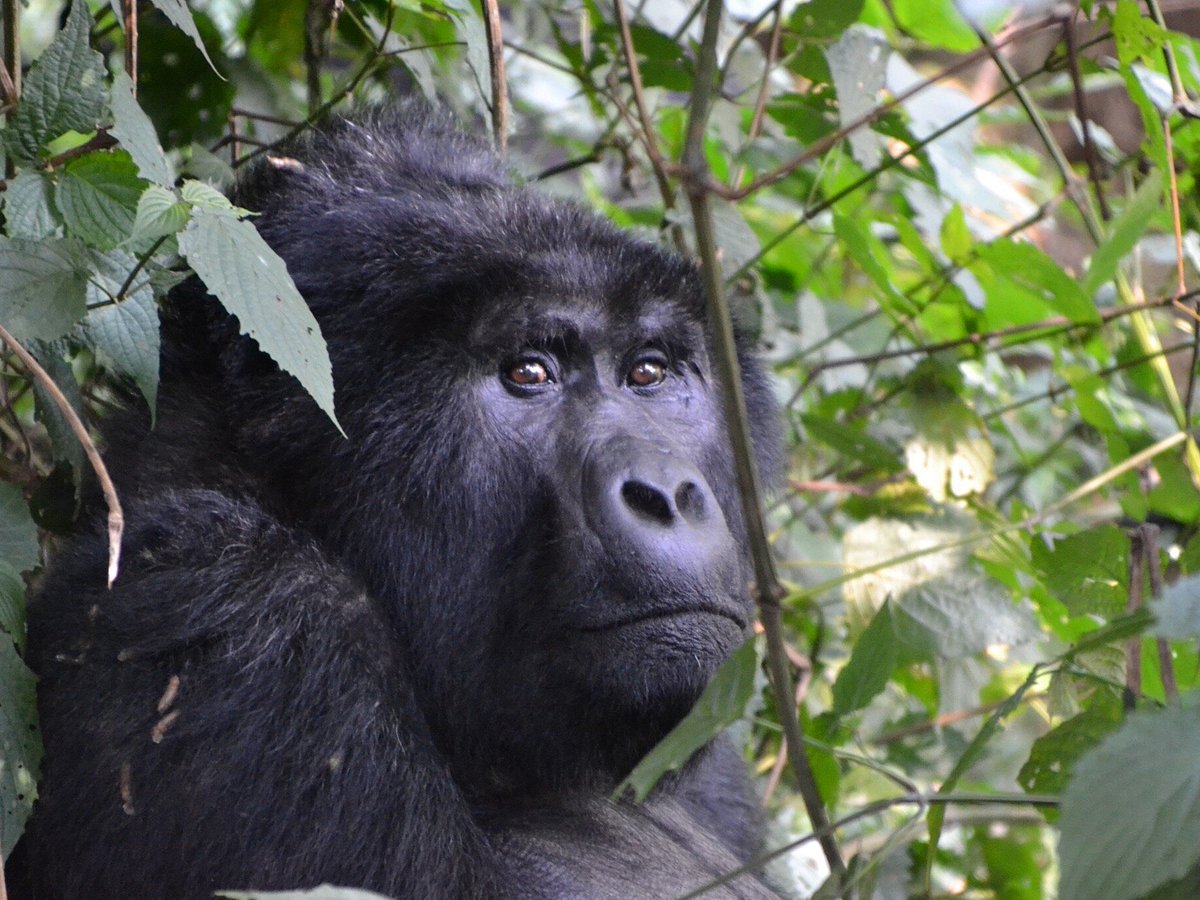 Day 11: Gorilla Trekking Experience