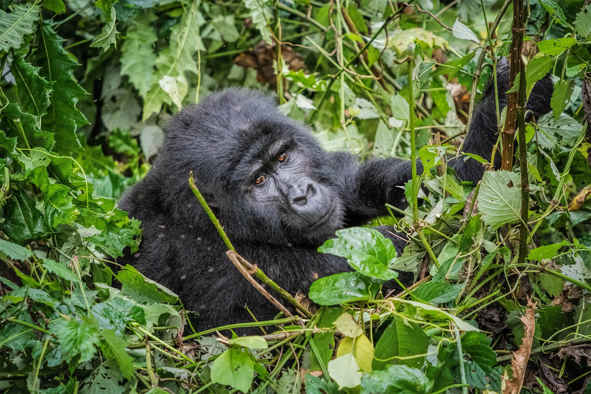 Day 12: Return to Kampala/Entebbe