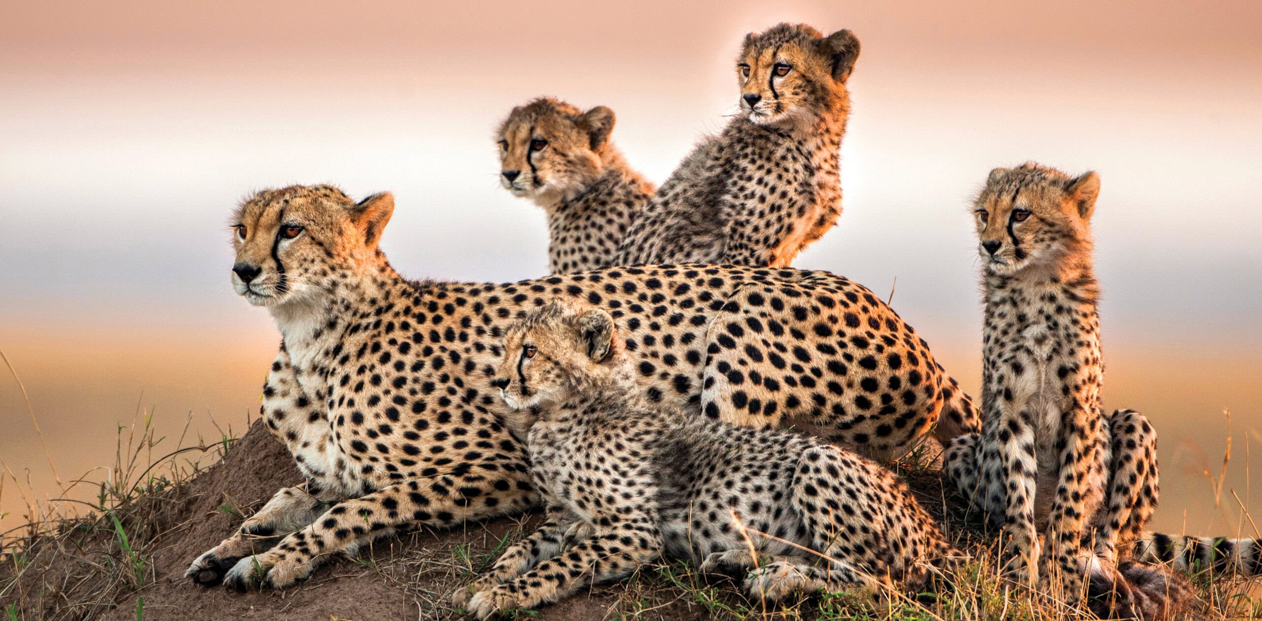 Day 1: Arrival, Drive to Masai Mara and Evening Game Drives