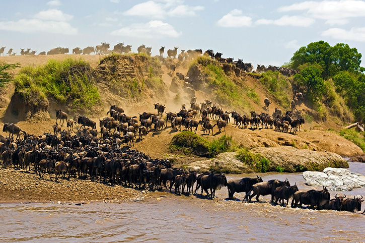 Day 2: Full Day Game Drives and Wildebeest Migration