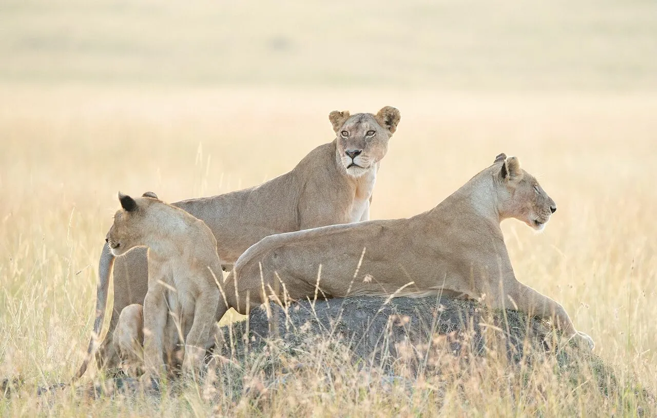 Day 3: Full Day Big Five Hunt and Culture