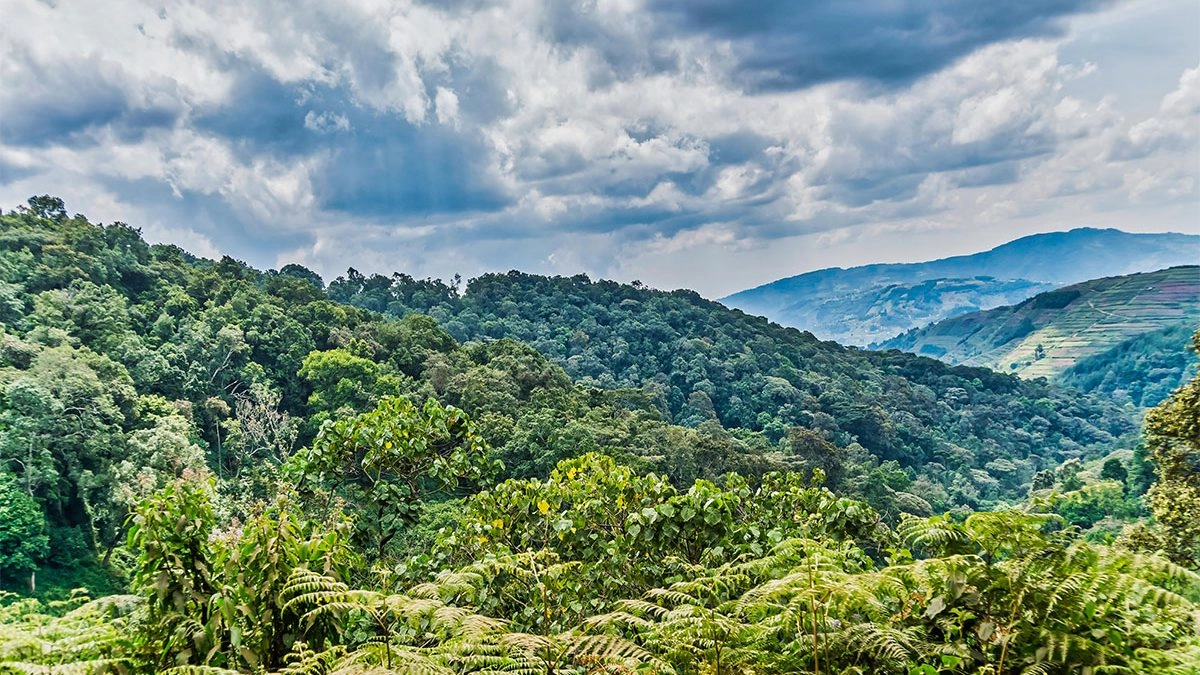 Day 1: Transfer to Bwindi Impenetrable National Park