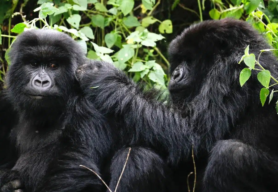 Day 2: Gorilla Trekking Experience