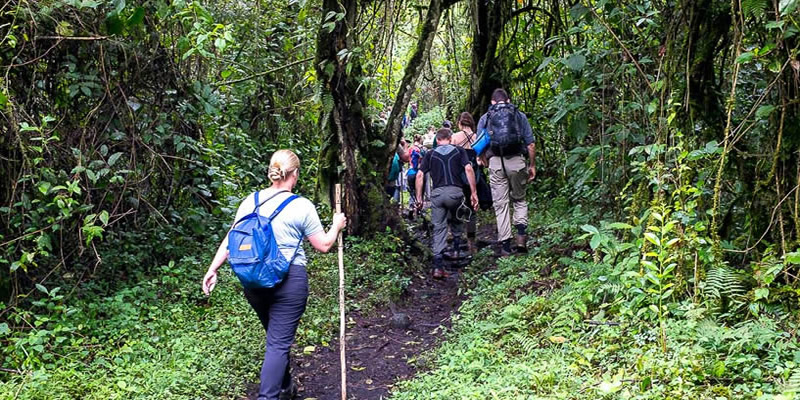 Day 3: Guided Long Nature Walk (Rushaga to Nyabaremura)
