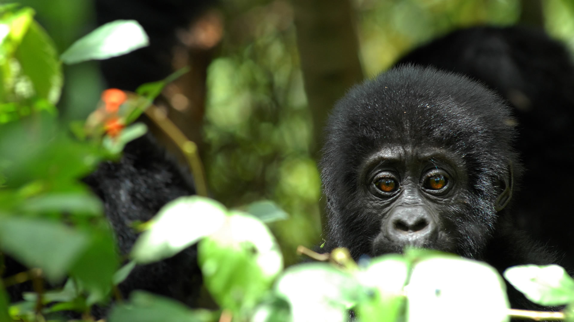 Day 1: Transfer from Kigali International Airport to Mgahinga Gorilla National Park