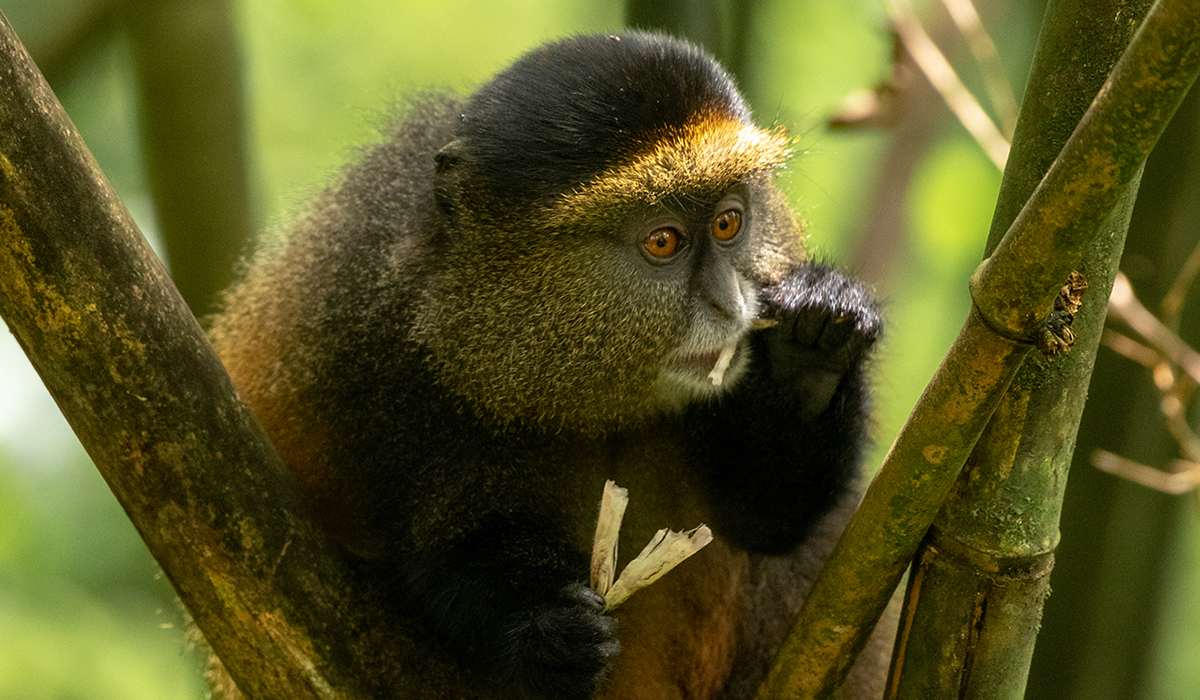Day 2: Golden Monkey Tracking and Transfer to Bwindi Impenetrable National Park