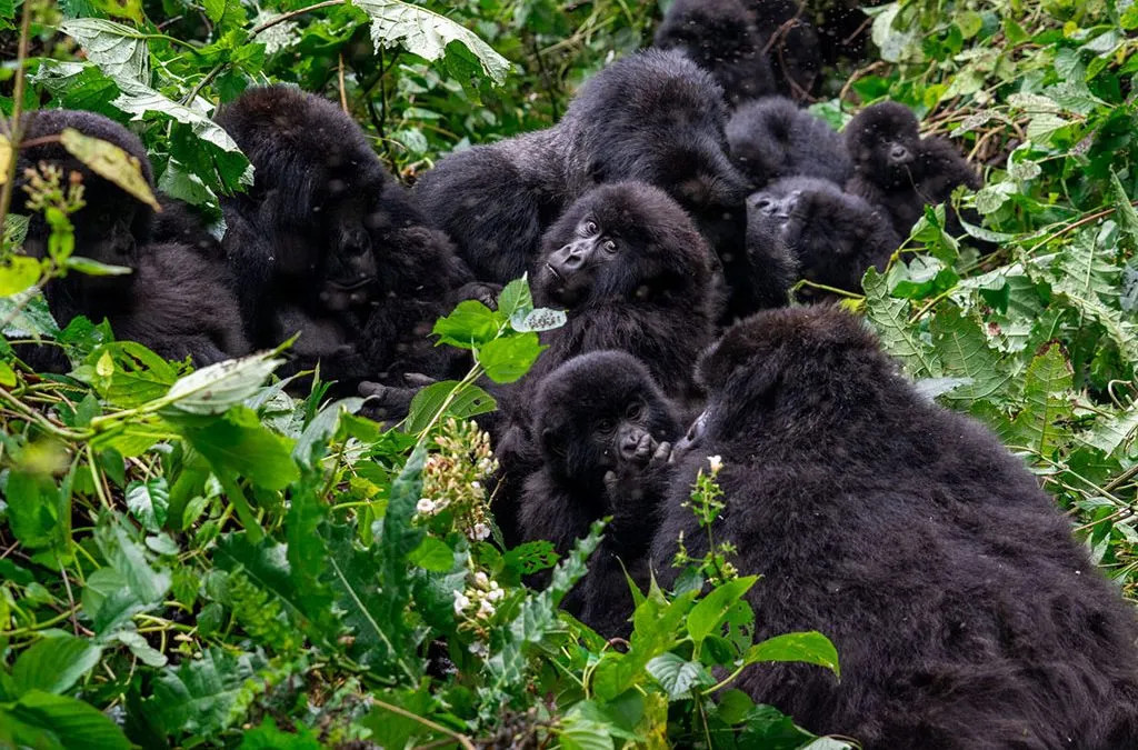 Day 3: Gorilla Trekking Experience in Bwindi Impenetrable National Park