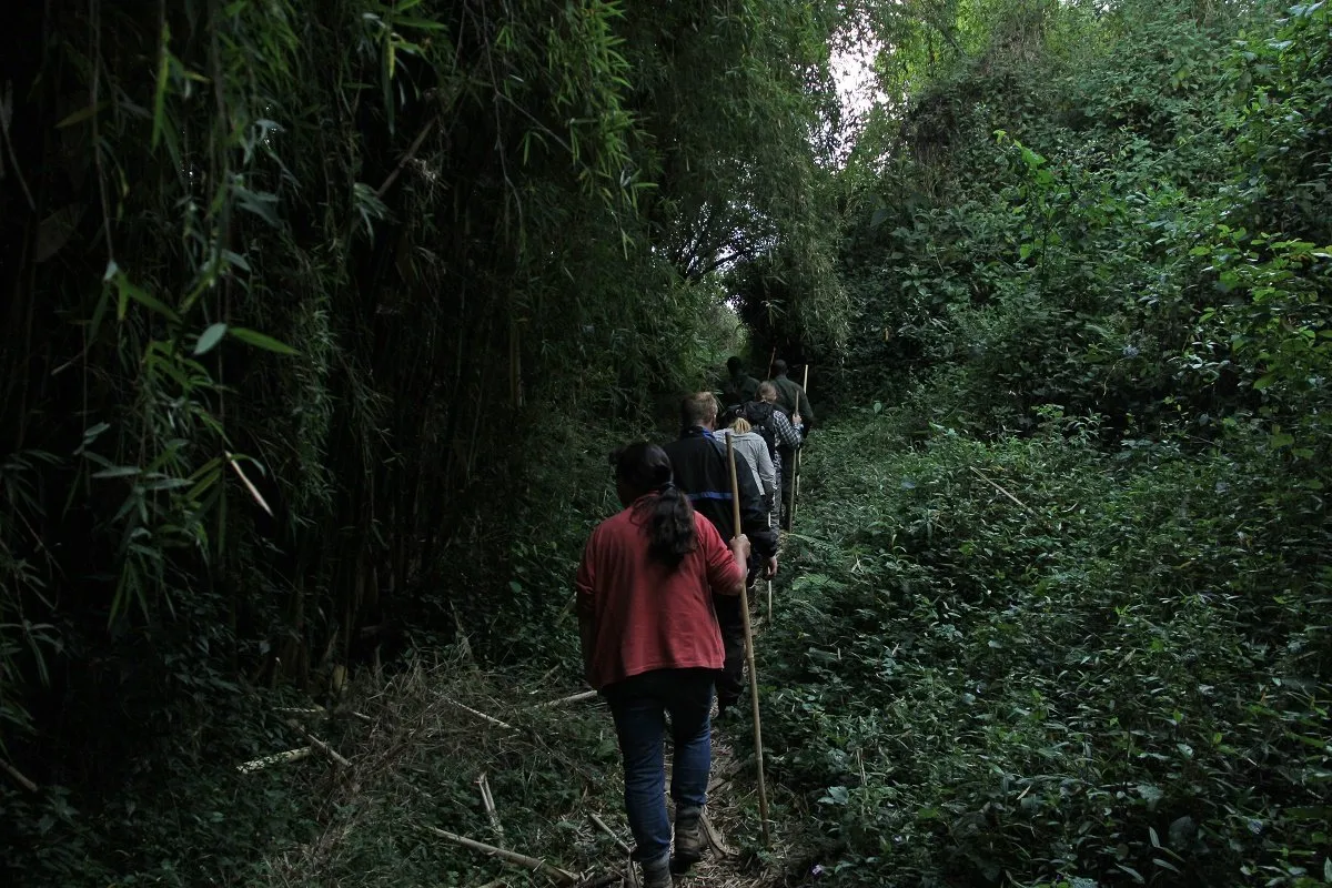 Day 4: Munyaga Waterfalls Walk in Buhoma Sector