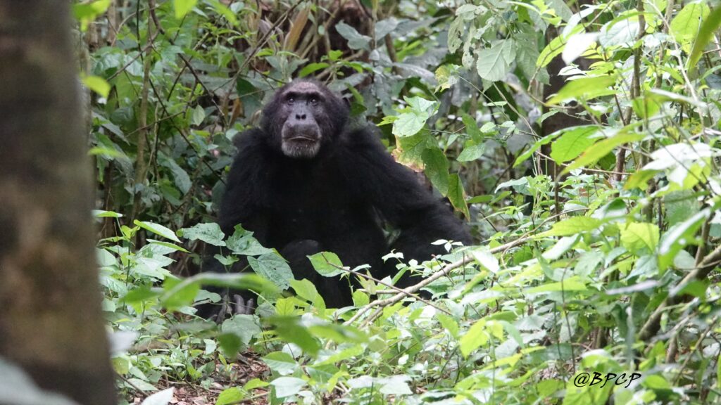 Day 3: Chimpanzee Tracking, Birdwatching and Nature Walk