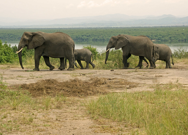 Day 4: Morning Game Drive and Transfer to Bwindi Impenetrable National Park