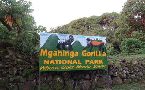 Day 6: Transfer to Mgahinga Gorilla National Park and Mgahinga Platform Viewing Experience