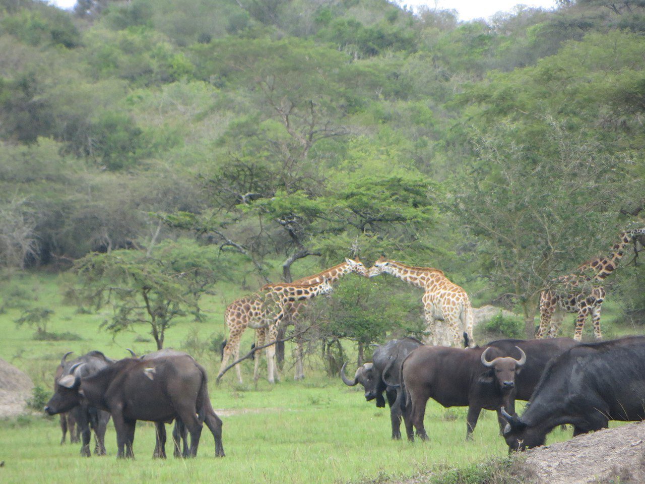 Day 10: Early Morning Game Drive and Return to Entebbe