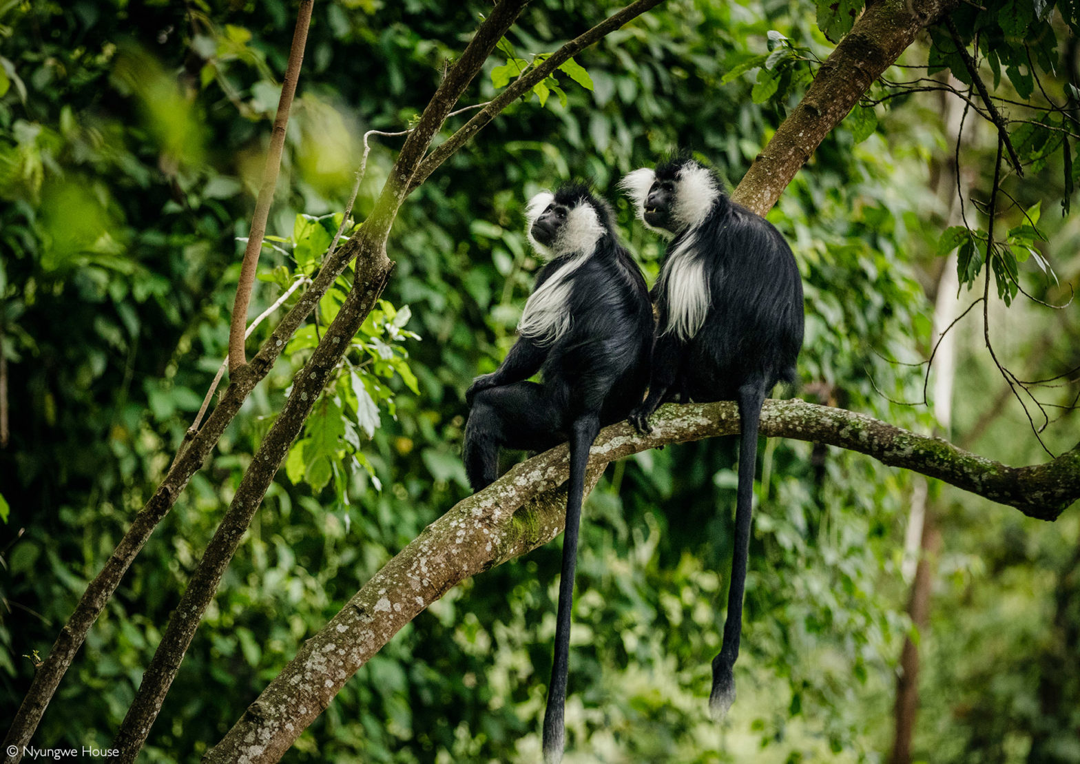 Day 1: Arrival or Hotel Pickup, Transfer to Nyungwe, Canopy Walk and Nature Walk
