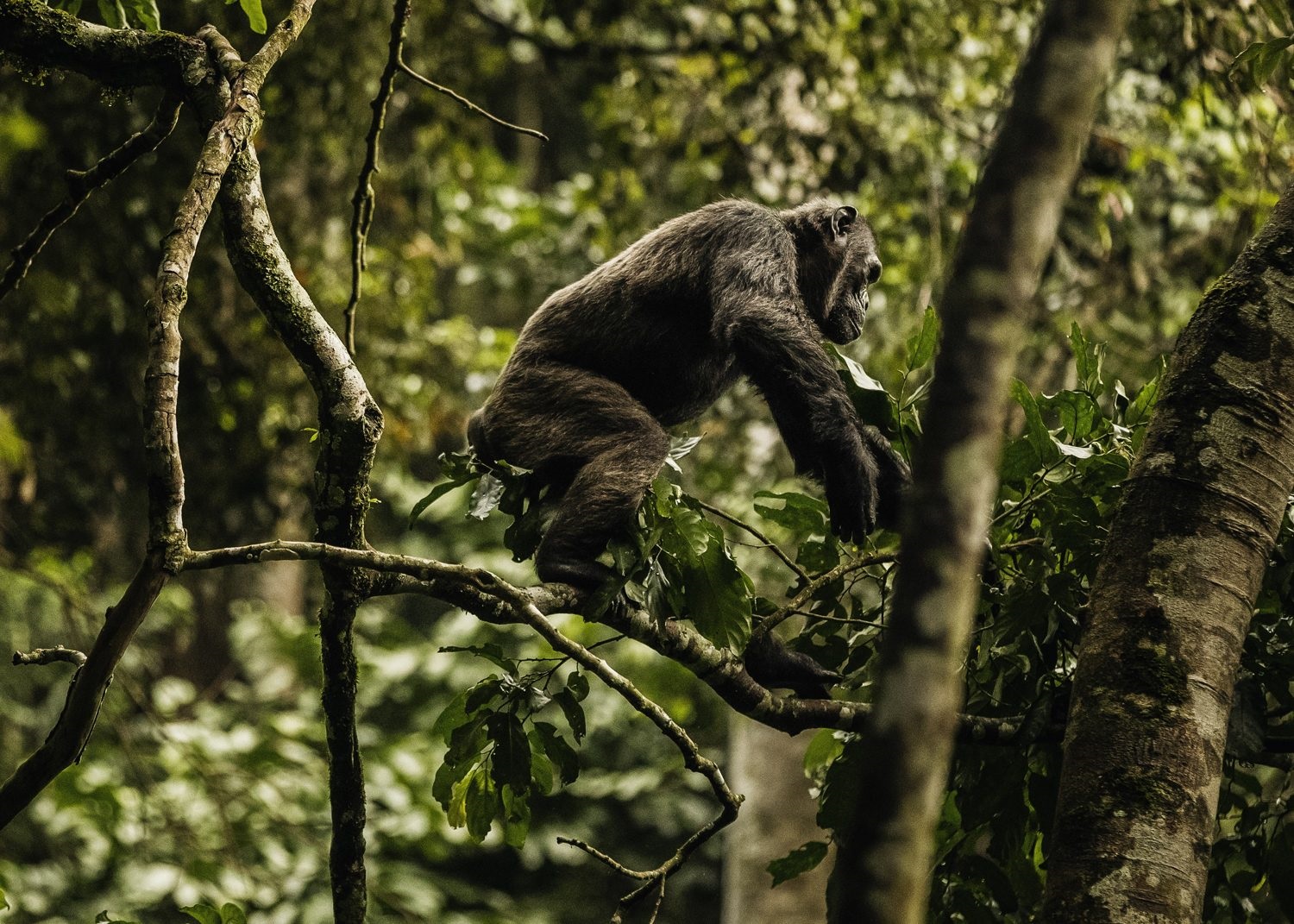 Day 2: Chimpanzee Trekking in Nyungwe and Transfer to Lake Kivu