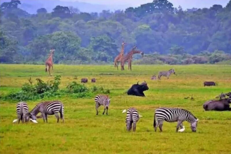 Day 1: Hotel Pick, Transfer to Akagera, Boat Cruise and Evening Game Drive