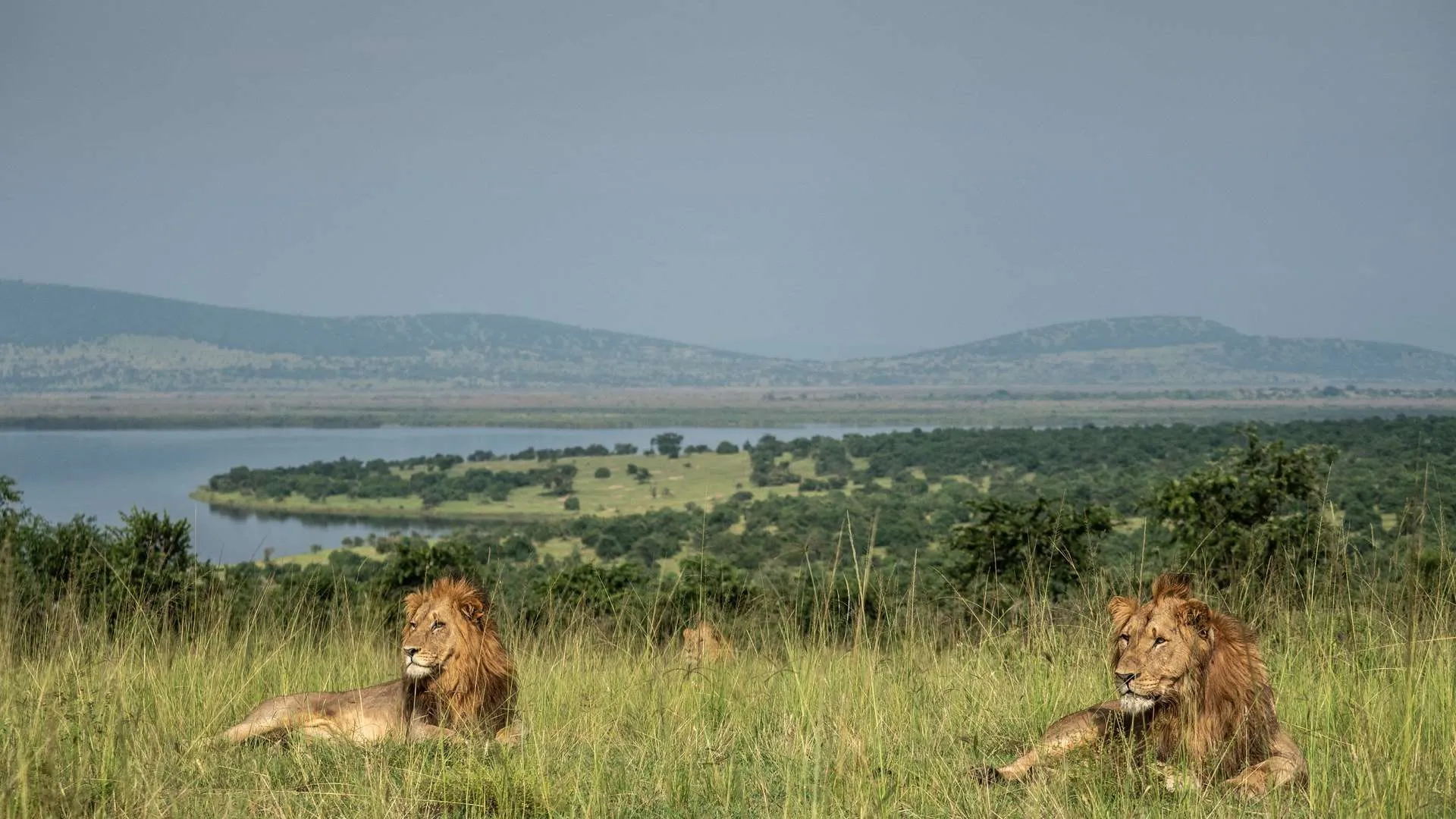 Day 2: Early Game Drive, Wildlife Viewing and Departure